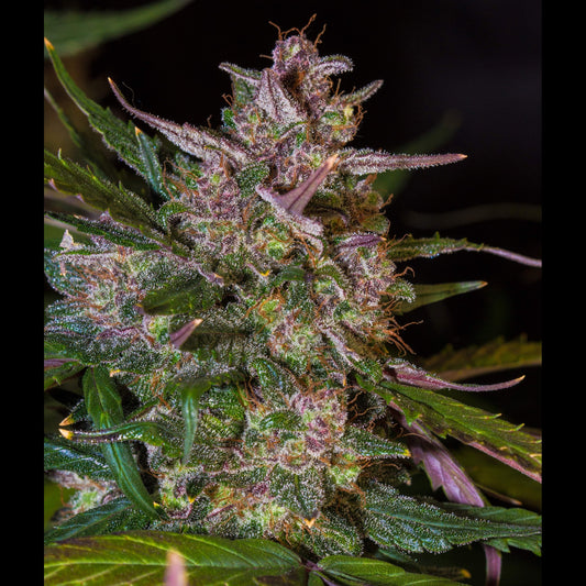 Stardawg Auto