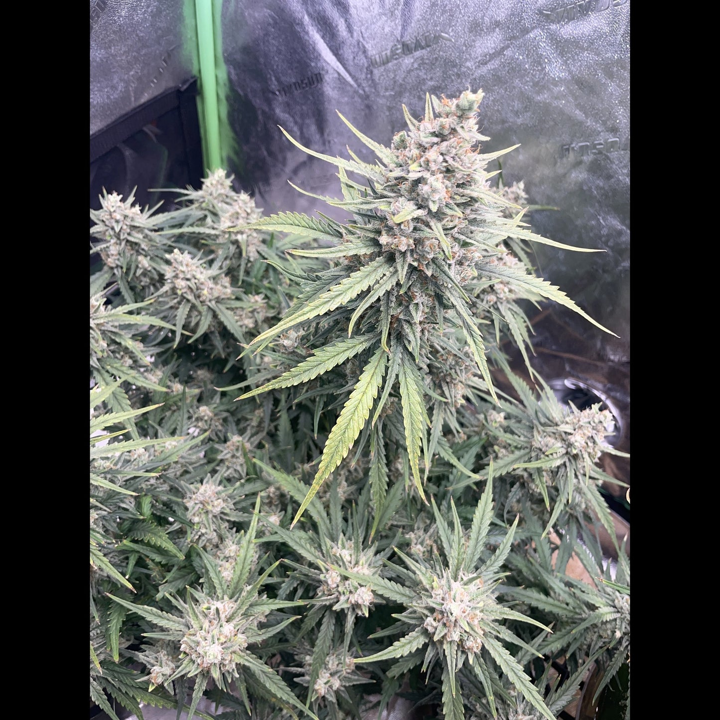 Strawberry Banana Auto