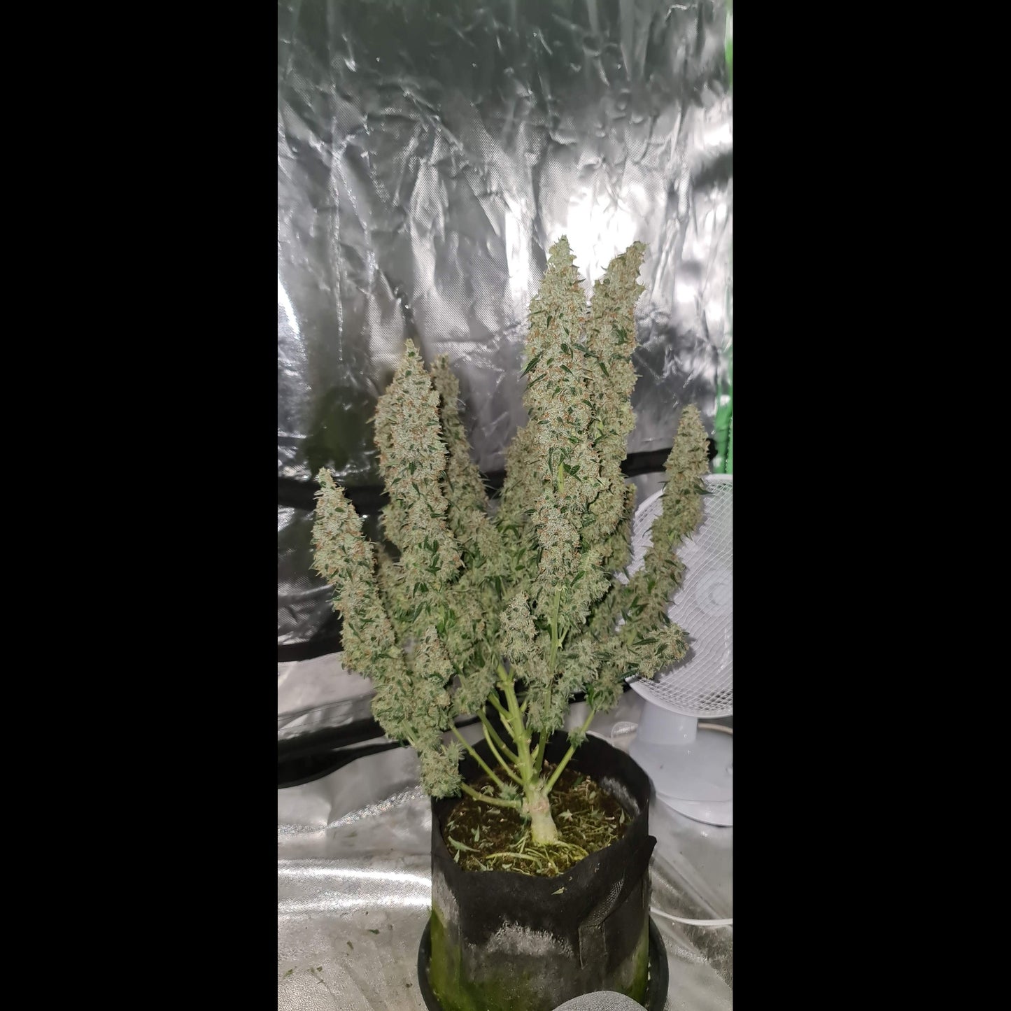 Wedding Cheesecake Auto