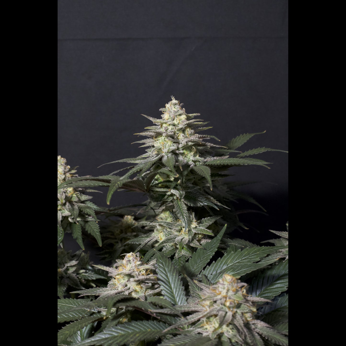 Purple Lemonade Fast Flowering