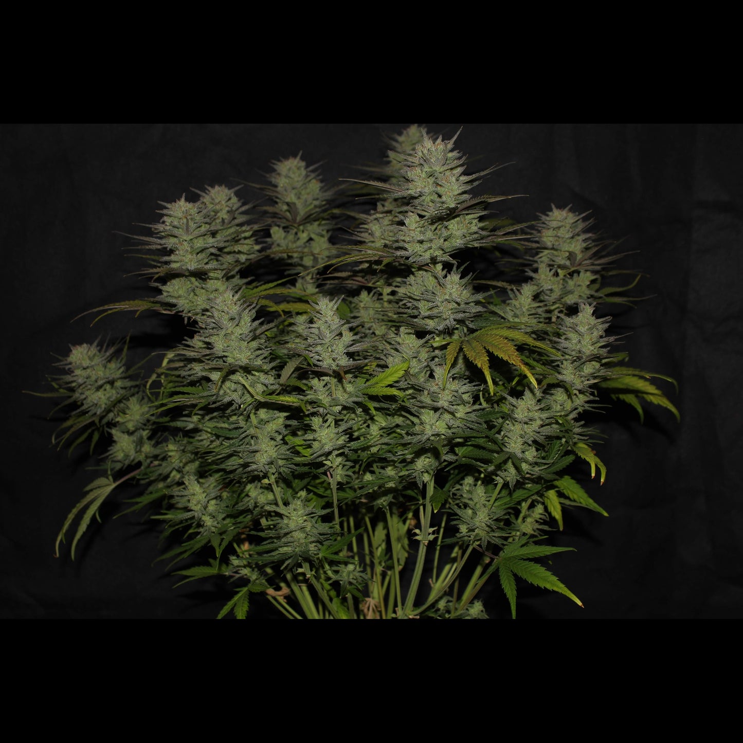 Northern Lights Auto