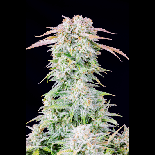 Afghan Kush Auto