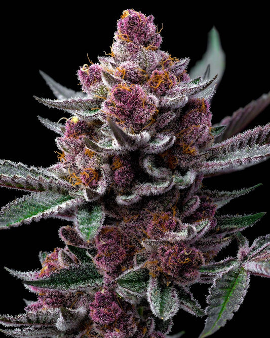 CHERRY POPPERS