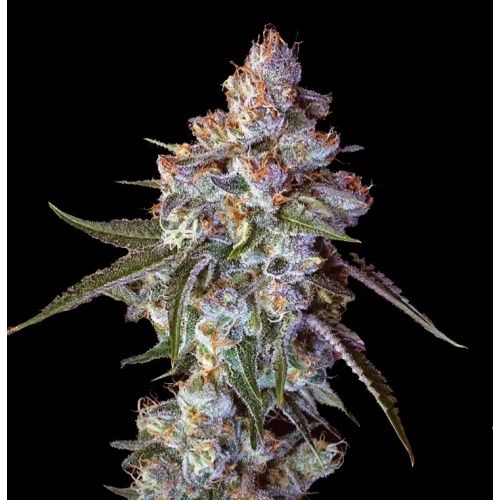 Cherry Pie Feminised