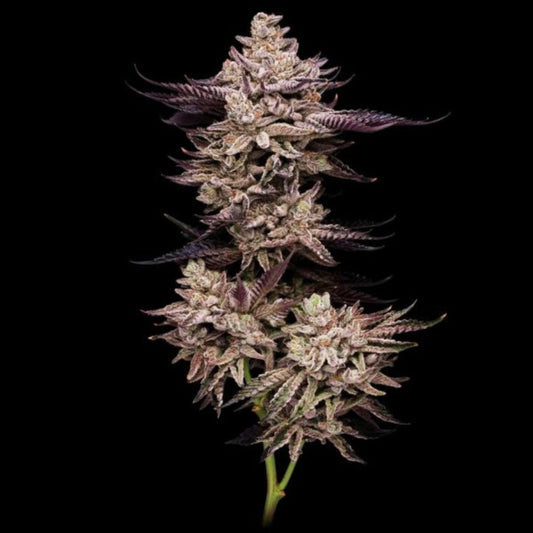 El Valle Haze