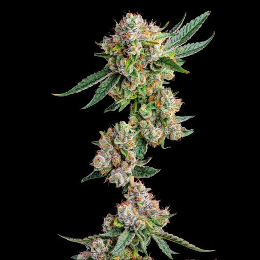 Glue 31 - Jokerz Line