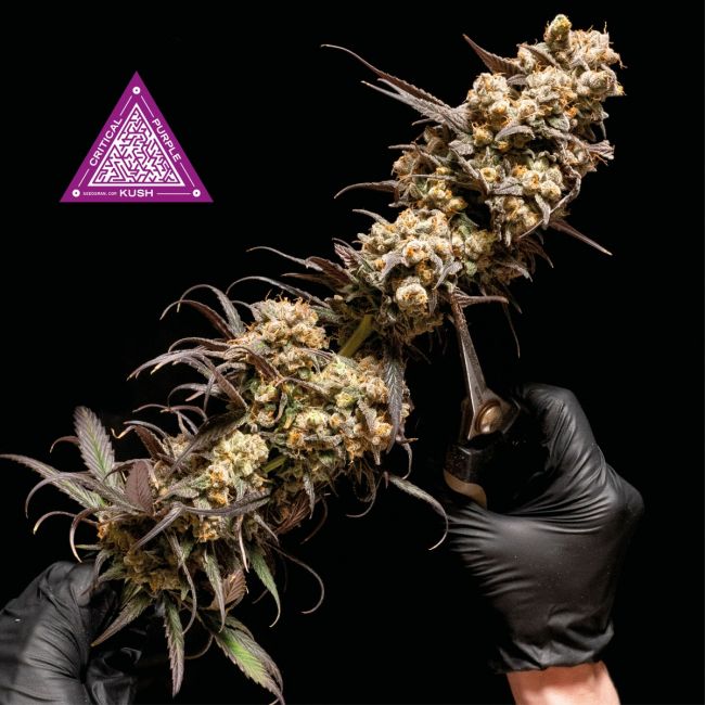 Critical Purple Kush