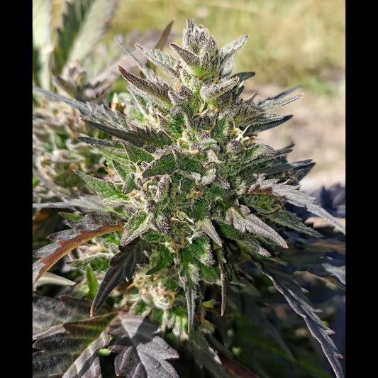 Crème Bubbly Auto