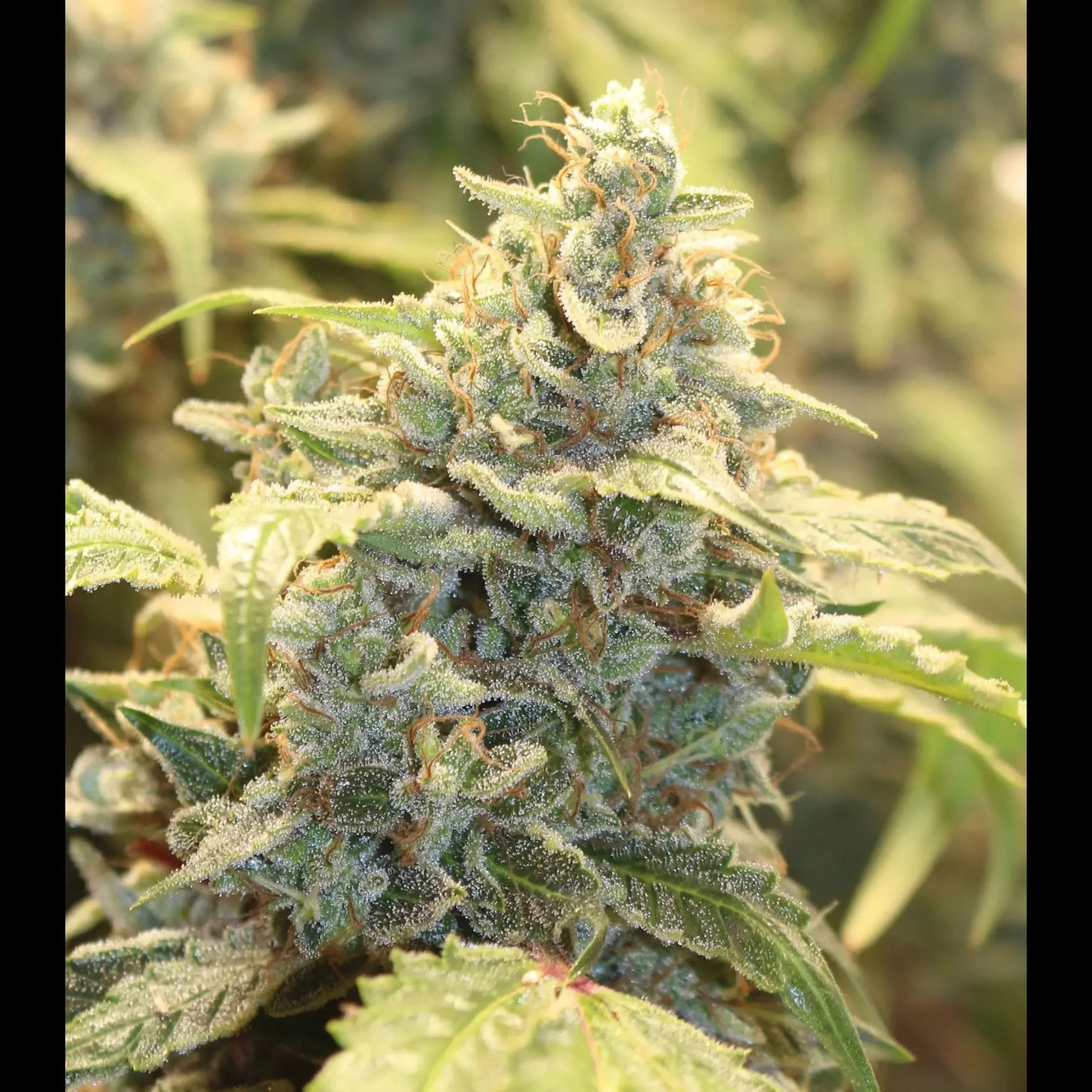 Creme-Tasmo Auto