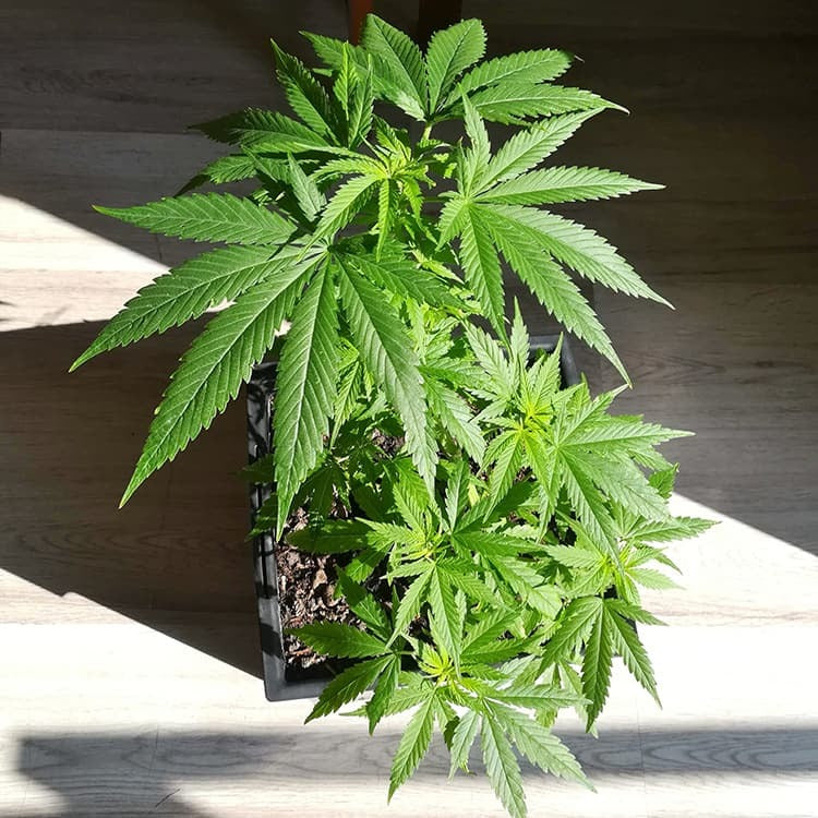 Critical Kush Auto