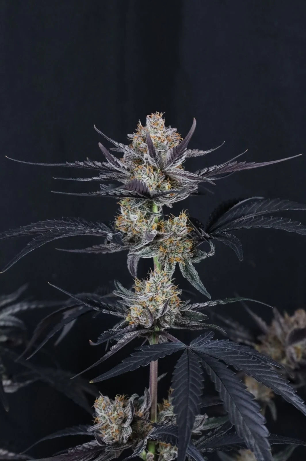 Guava Runtz Auto