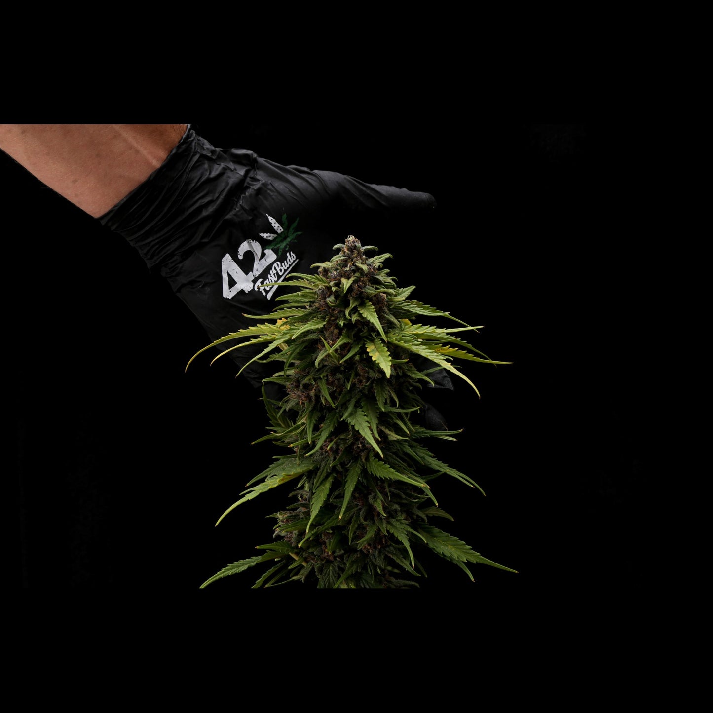 Tropicana Cookies Auto