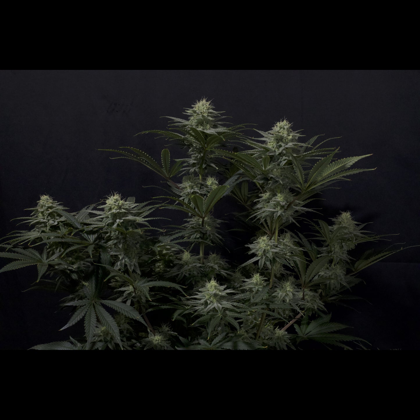 GG4 Sherbet Fast Flowering