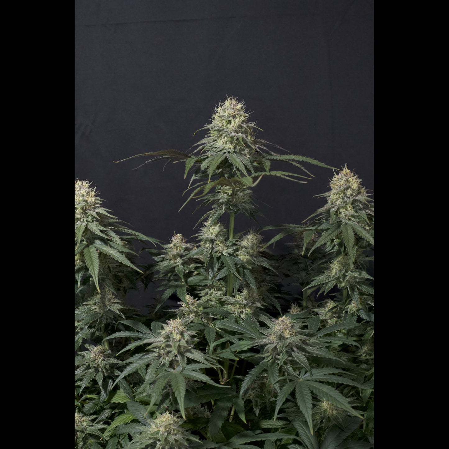 Tropicana Cookies Fast Flowering