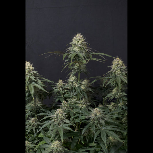 Tropicana Cookies Fast Flowering