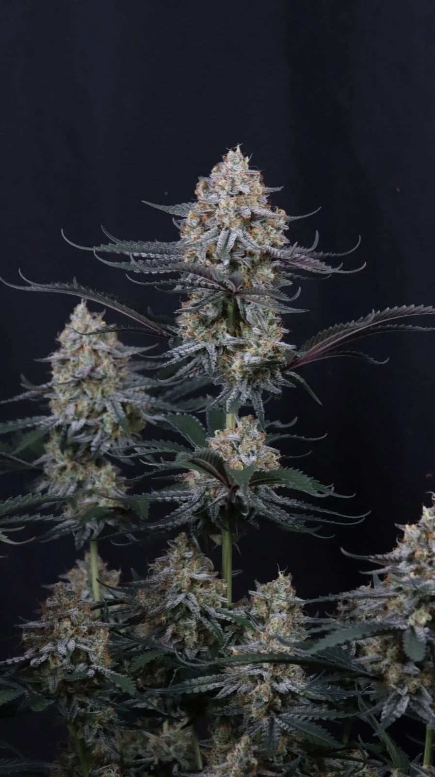 Guava Sundae Auto
