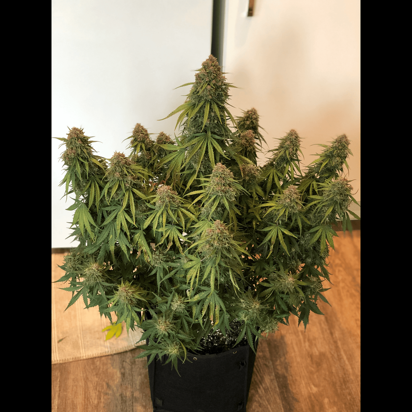 Wedding Glue Auto