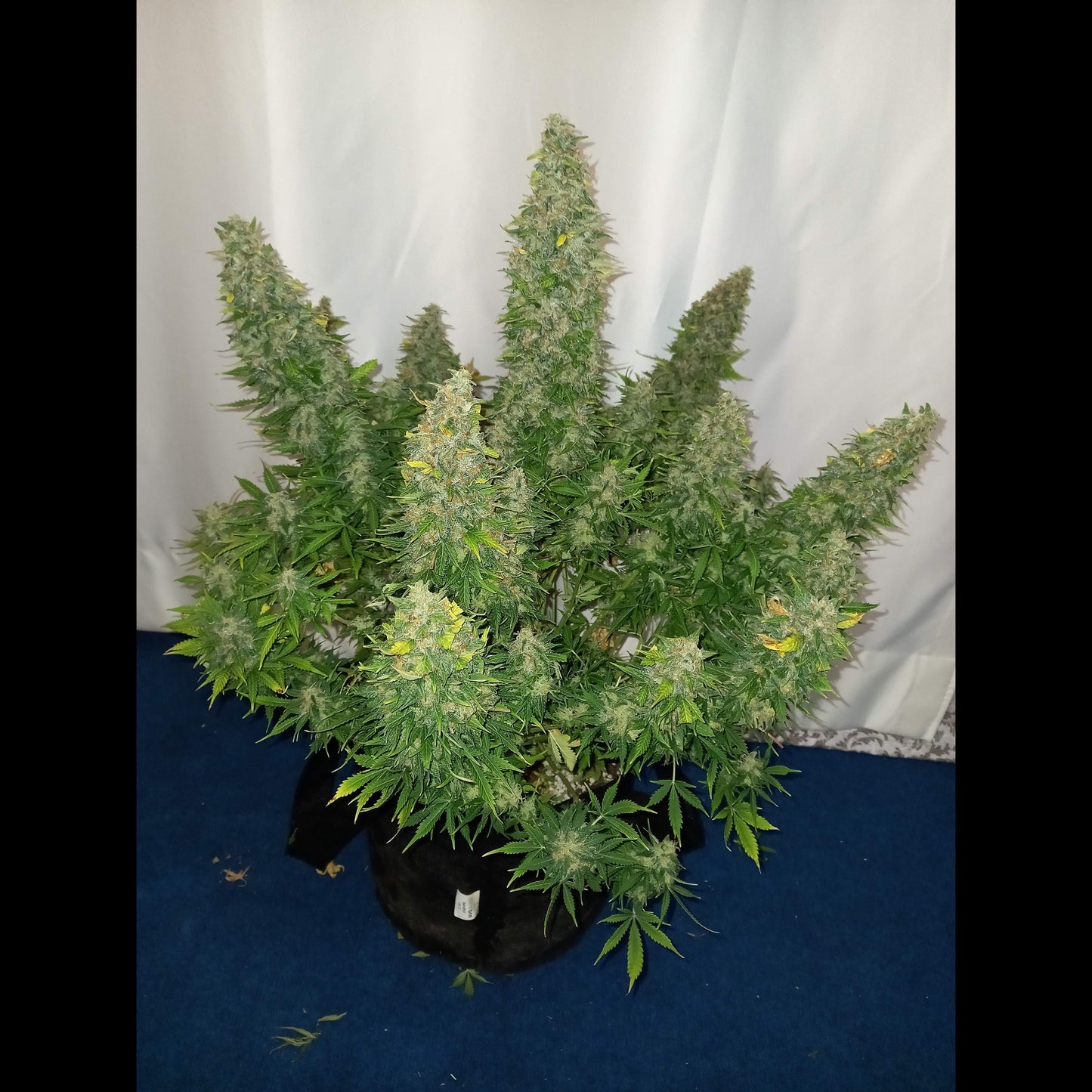 Sour Diesel Auto