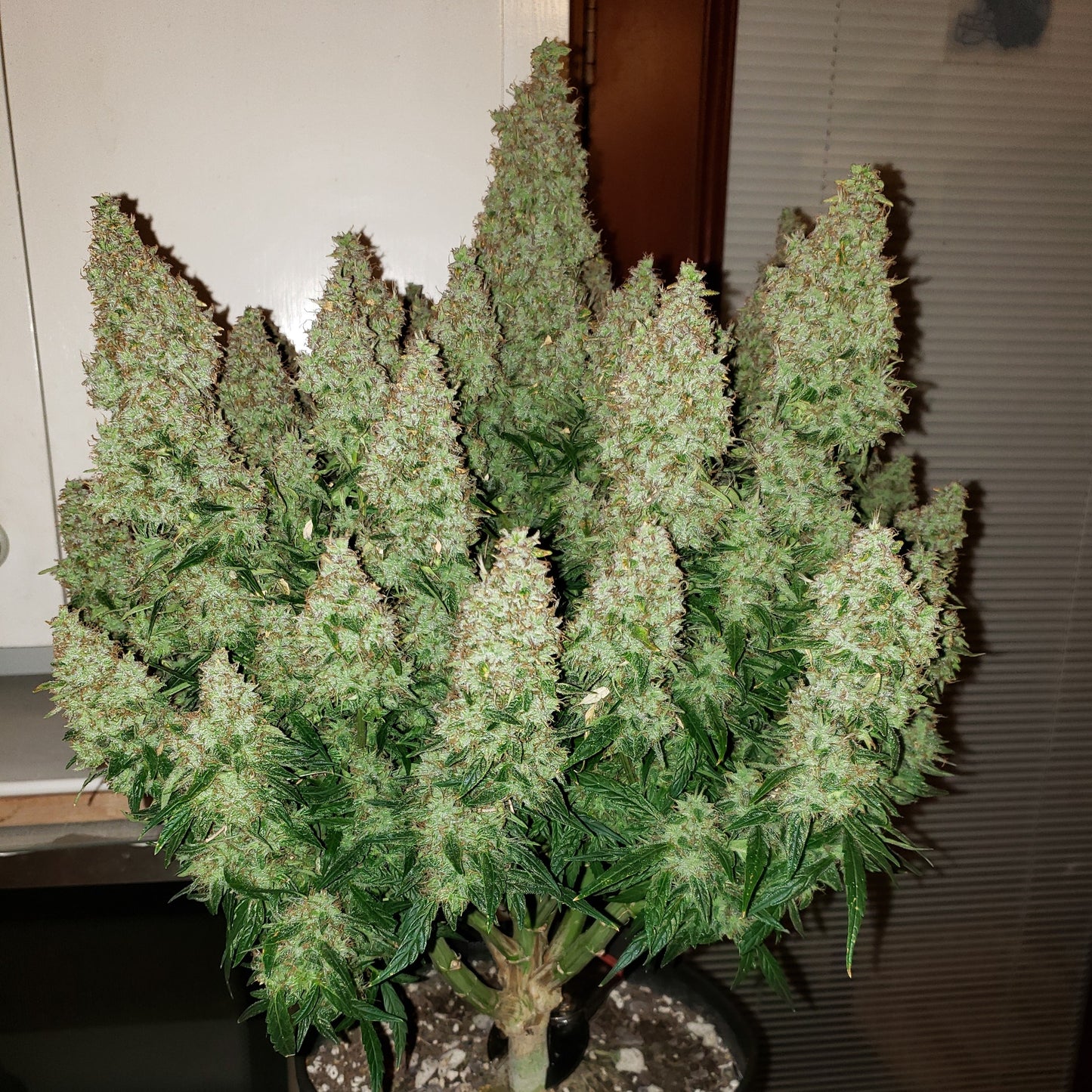 Wedding Cheesecake Auto