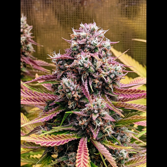Deez Nuggs