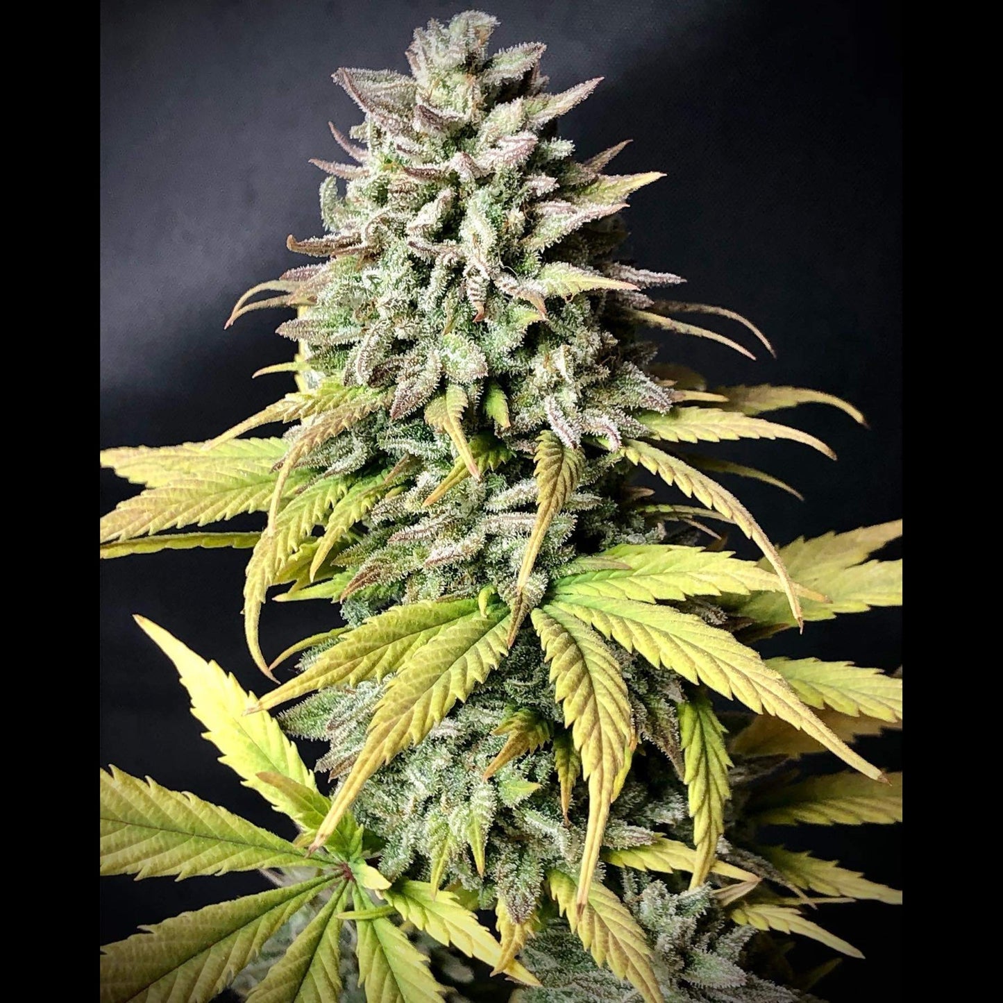 Tropicana Cookies Auto