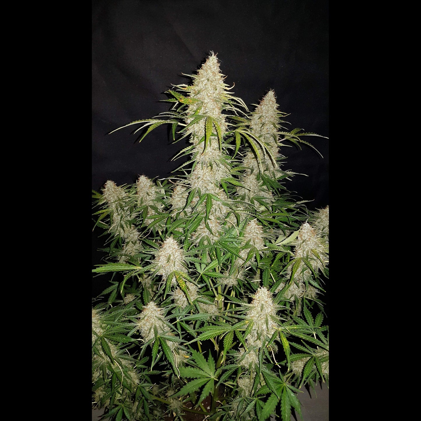 Jack Herer Auto