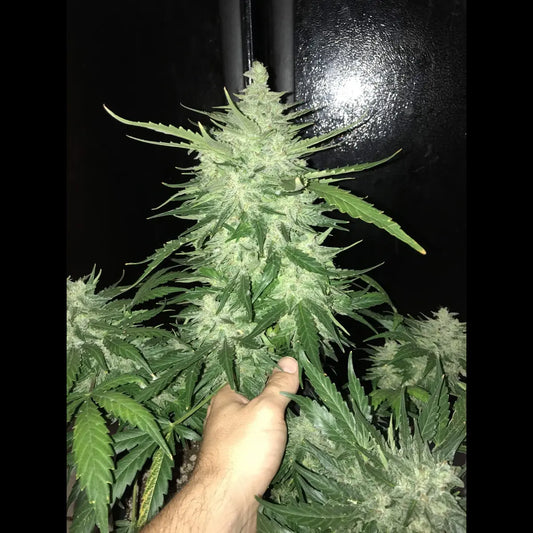 CBD Auto 1:1 (CBD Crack)