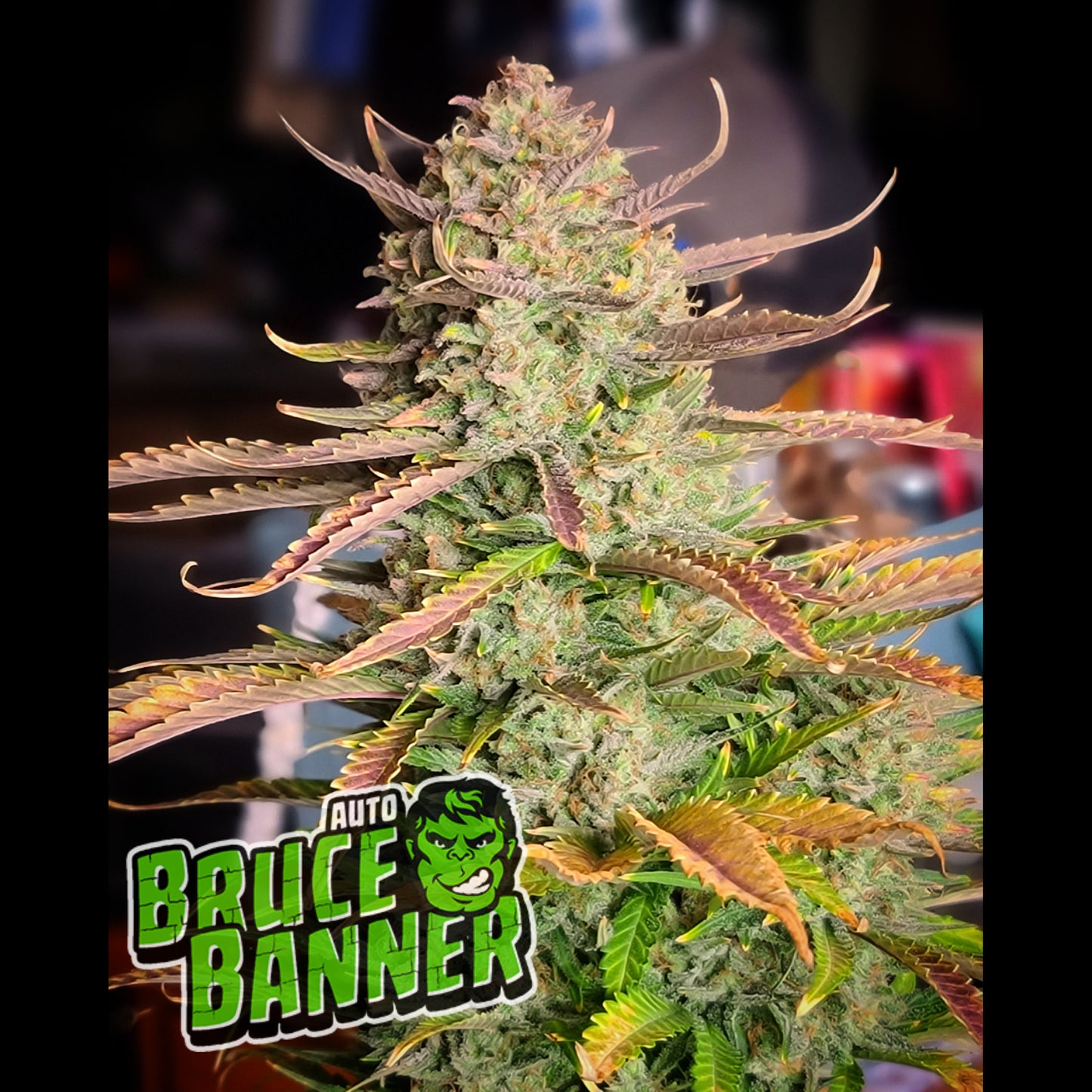 Bruce Banner Auto