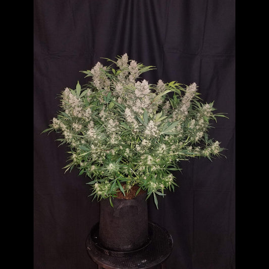 Fastberry Auto