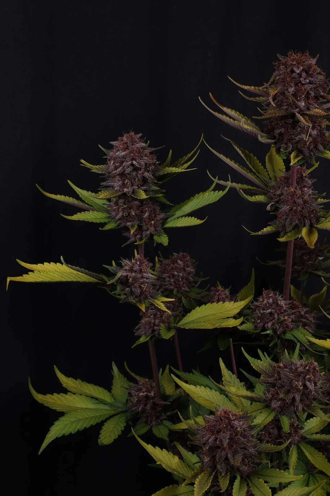 Purple Lemonade Auto RF3