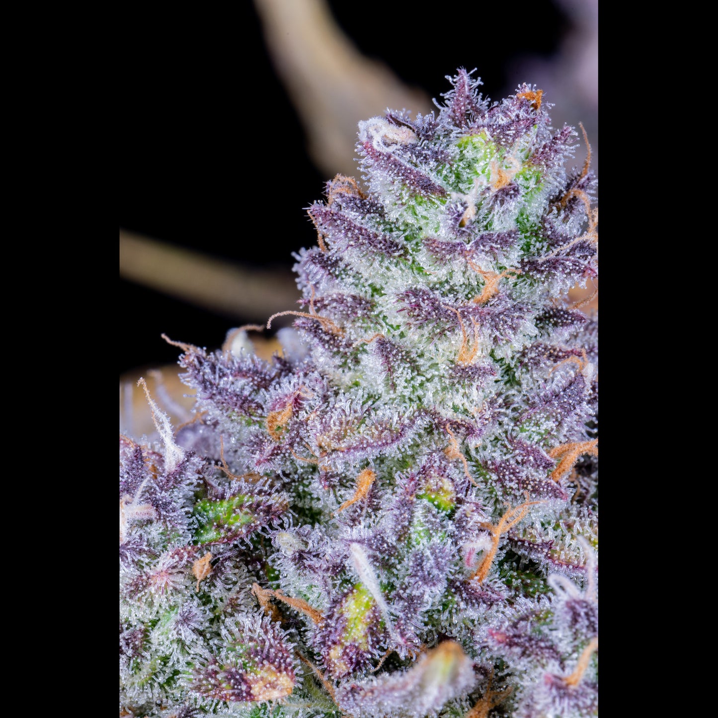 Tropicana Cookies Auto