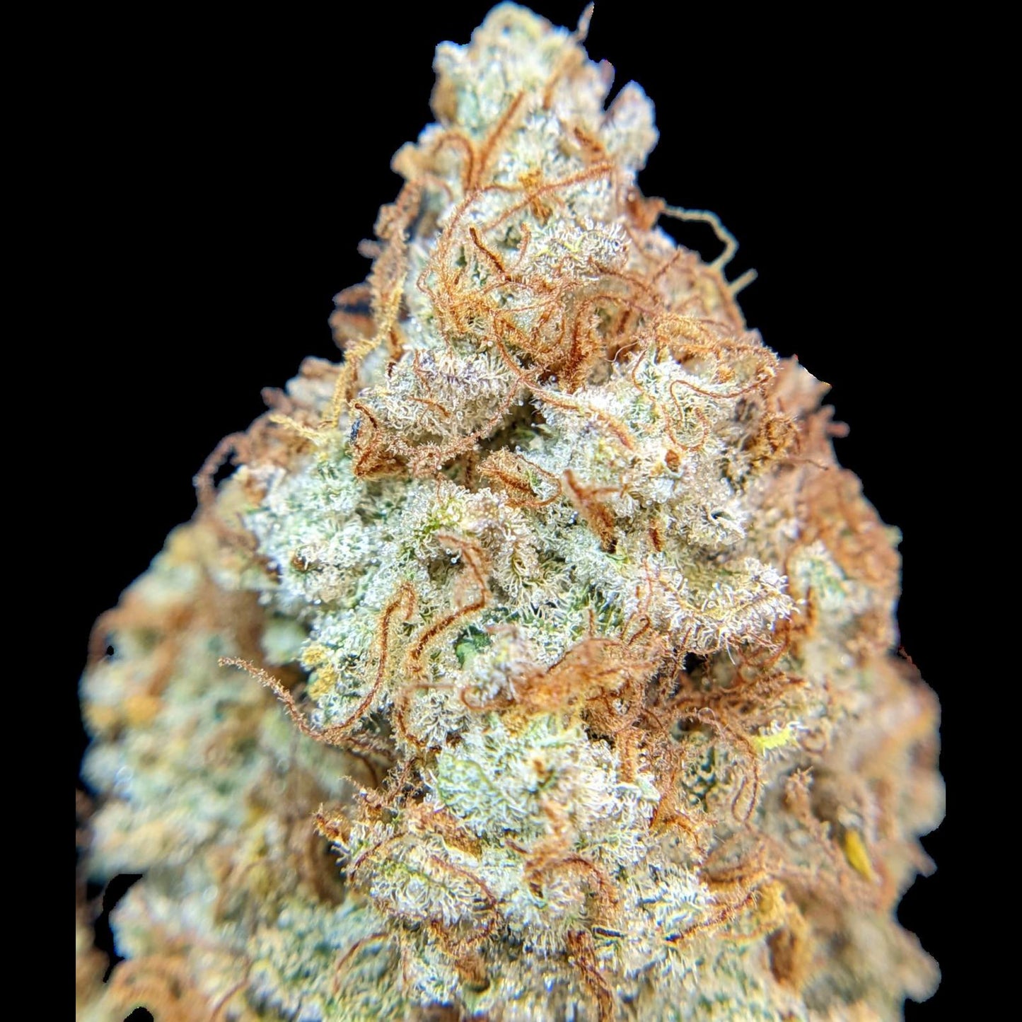 Tropicana Cookies Auto