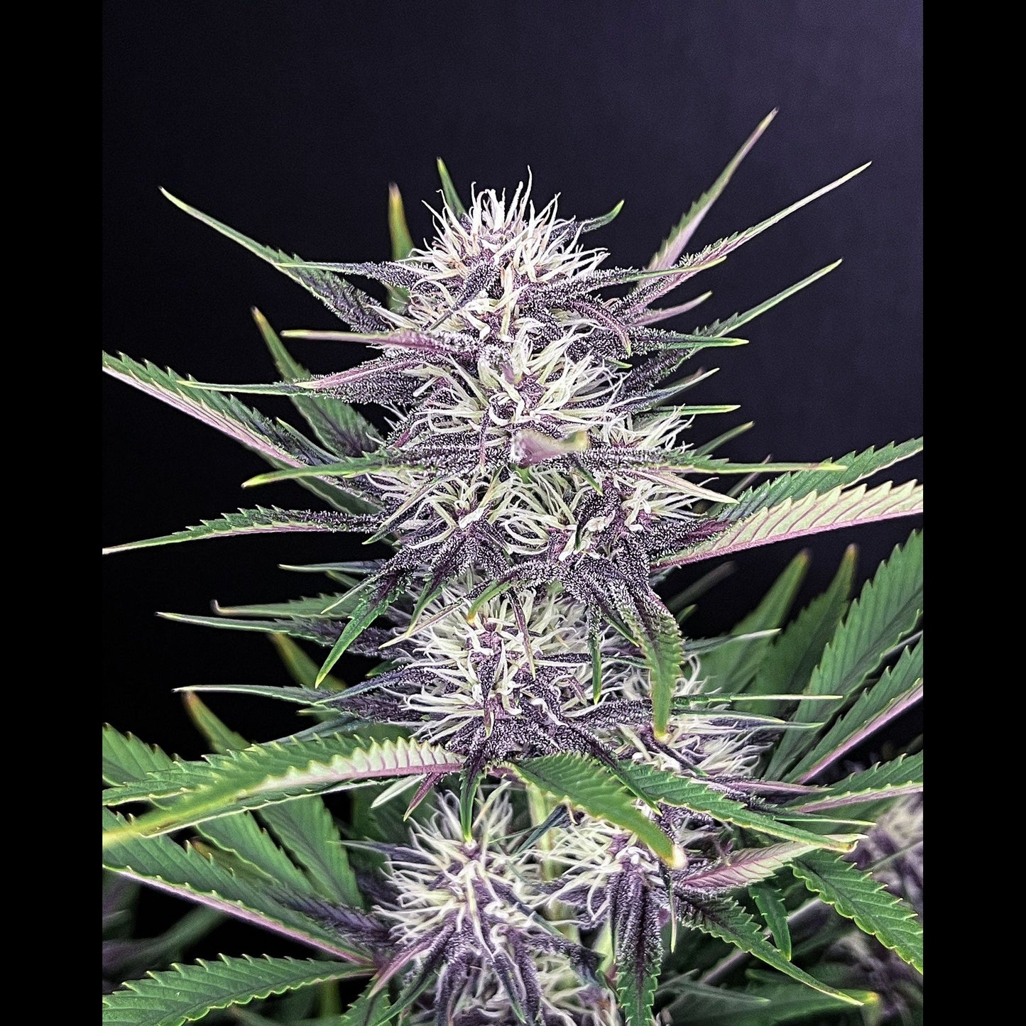 Banana Purple Punch Auto