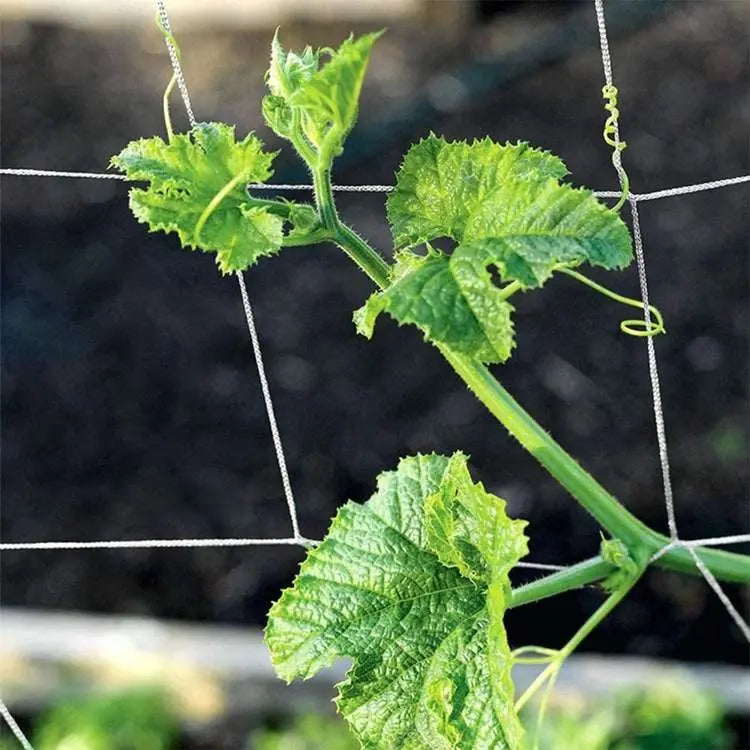 Plant climbing net - Trellis Netting 1,5M x 18M