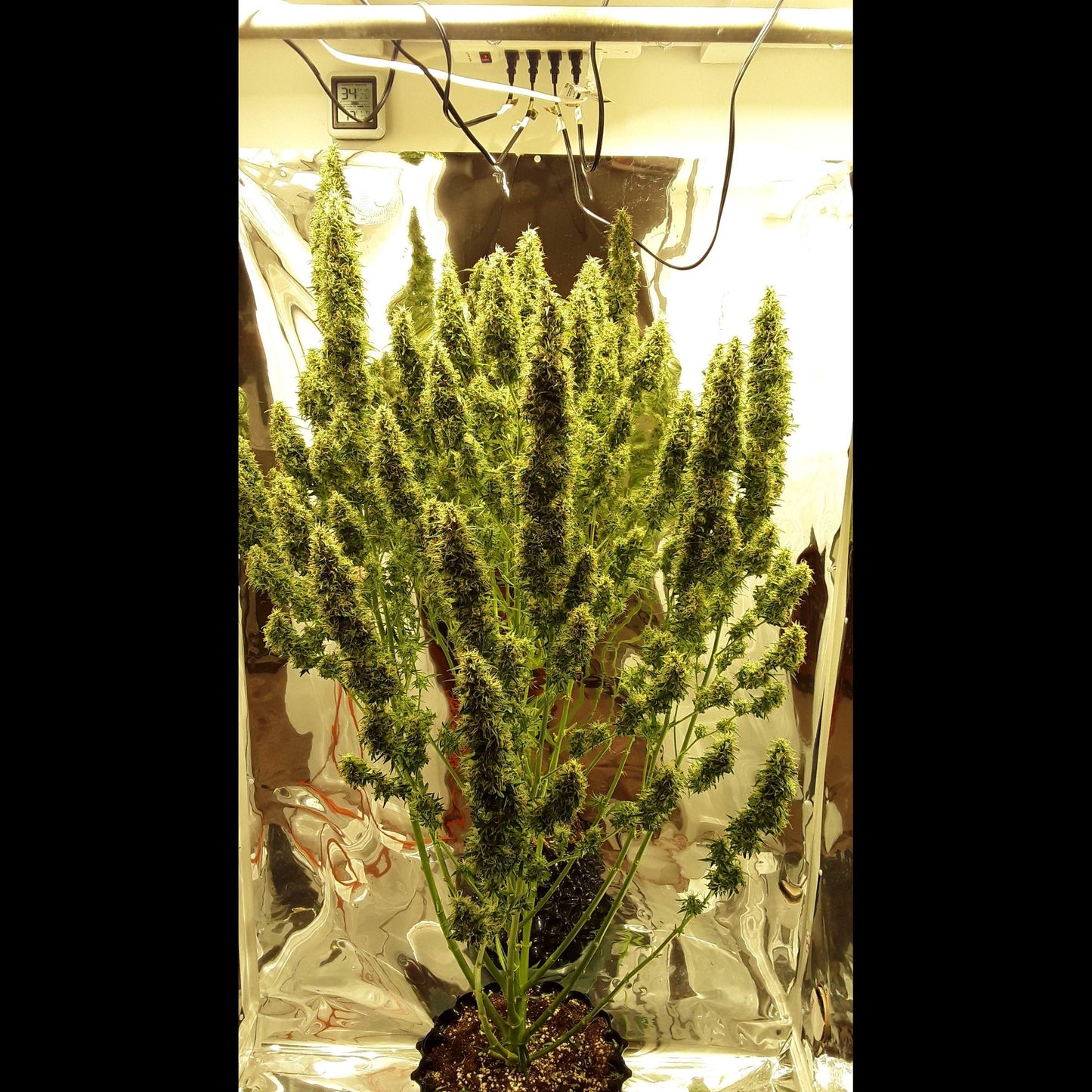 West Coast O.G. Auto