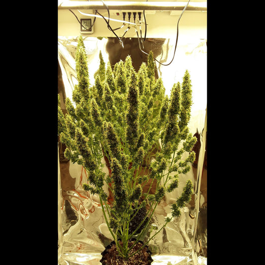 West Coast O.G. Auto