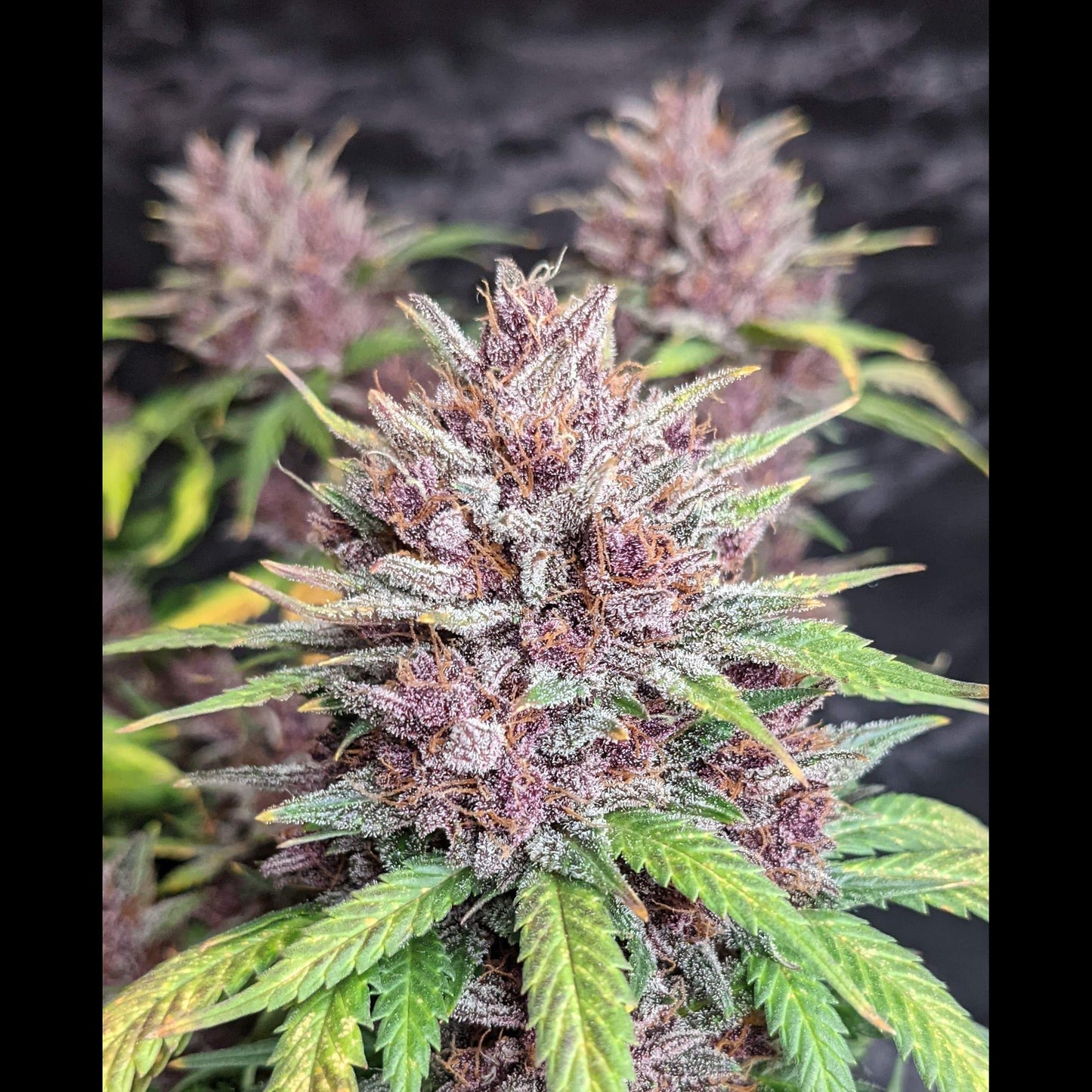 Purple Lemonade Auto