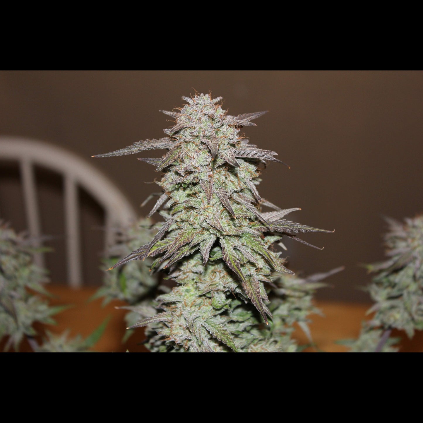 West Coast O.G. Auto