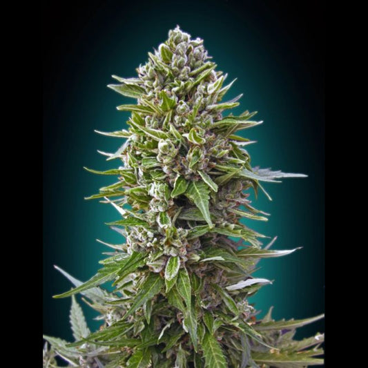 Northern Lights Auto