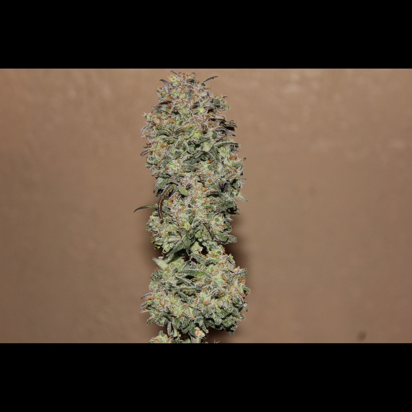 West Coast O.G. Auto