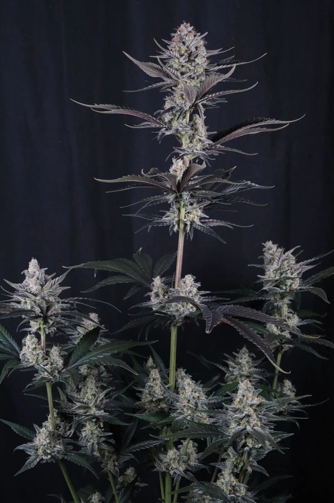 Mendo Guava Auto