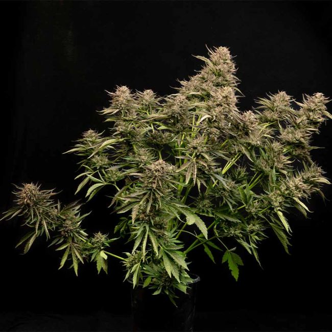 Fatso GMO F1 Auto