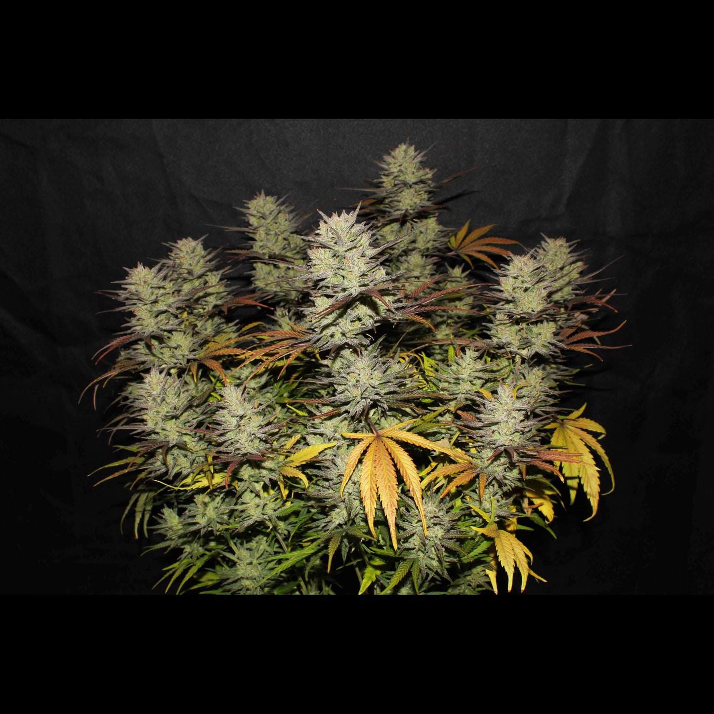 Northern Lights Auto