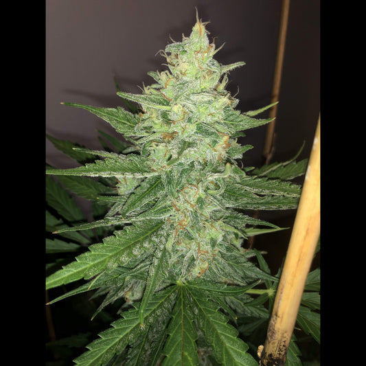 Mexican Airlines Auto