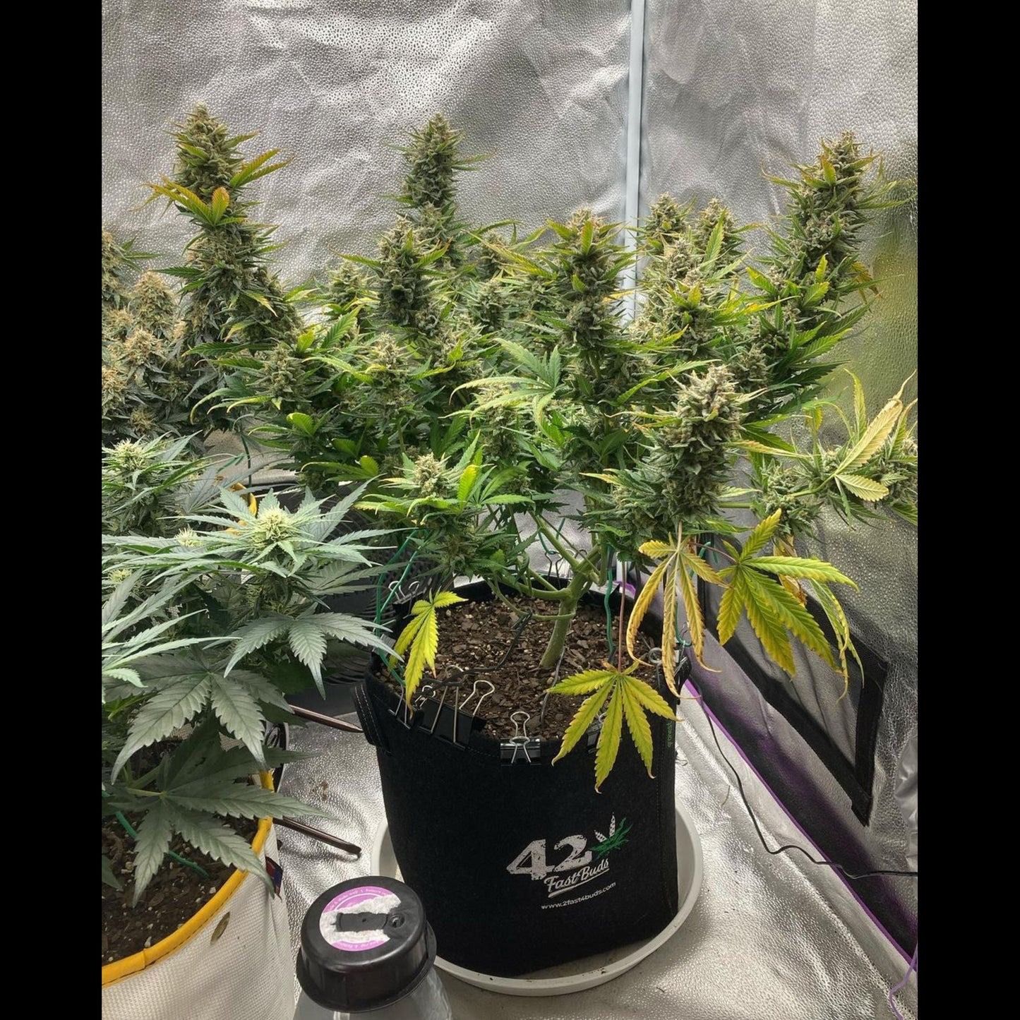 Big Bud Auto