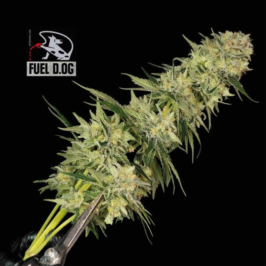 Fuel D.OG