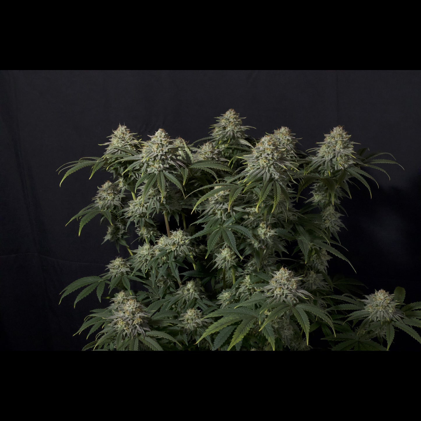Gorilla Cookies Fast Flowering