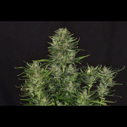 Godfather OG Auto