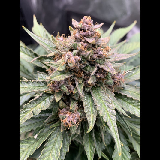 Forgotten Strawberries Auto
