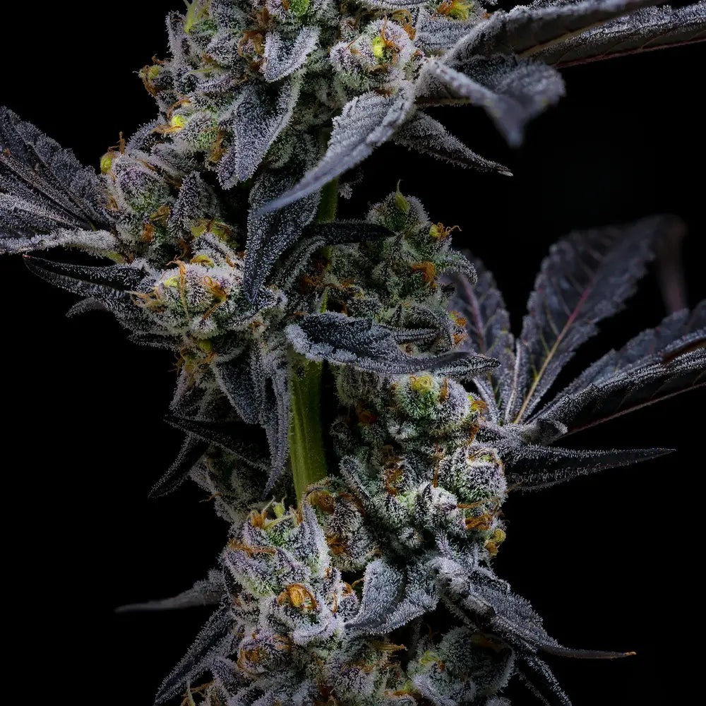 Garlic Cookies